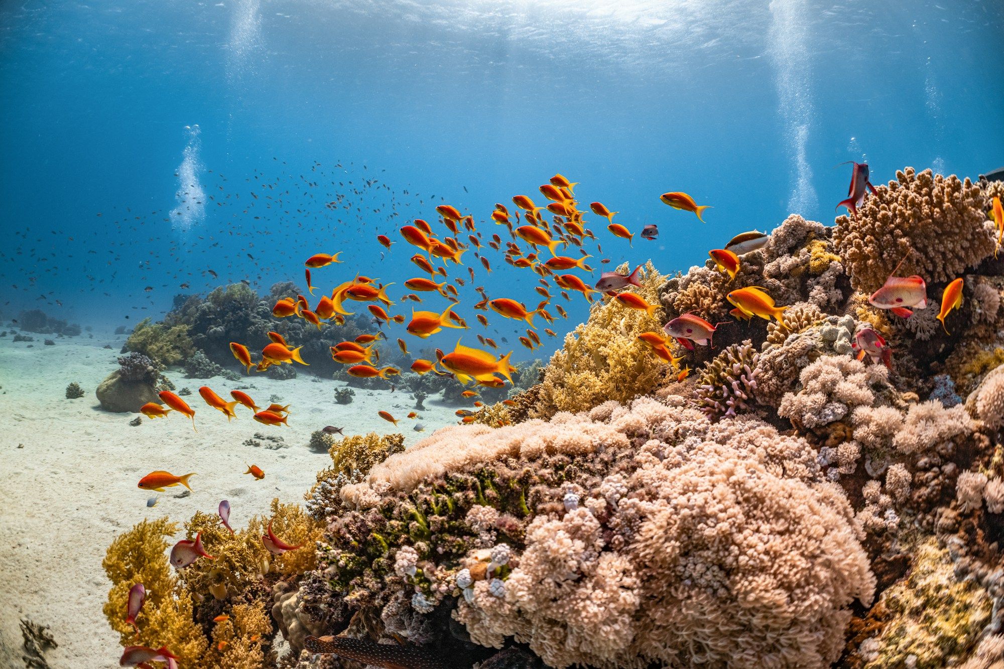 Korallenriff mit bunten Fischen